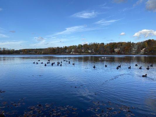 geese and swans