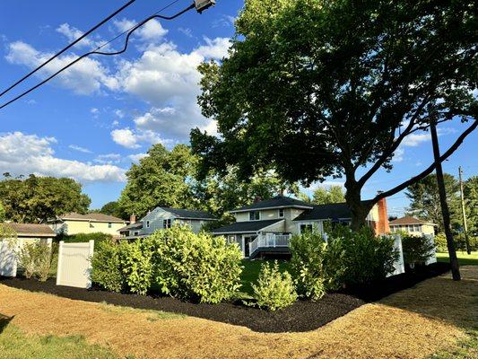 New seed and privacy trees/fence installed.