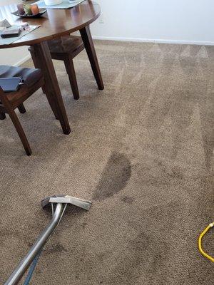 Carpet cleaning