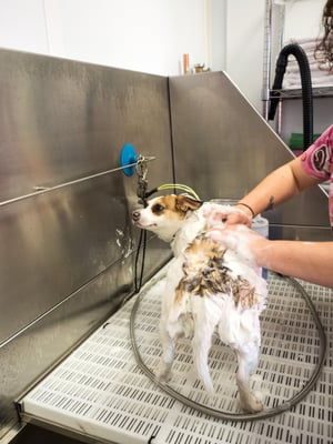 deep rubs at the groomer