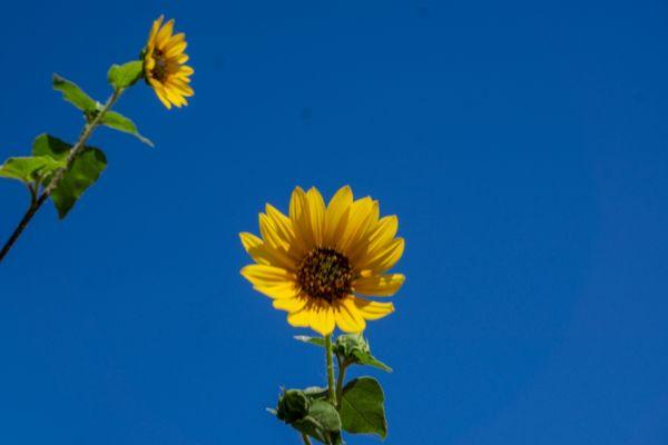 Beautiful and breathtaking sunflower!