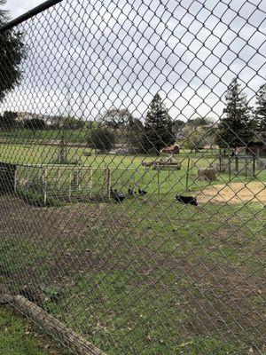 Mission accomplished - the border collie drove all the ducklings to the other side