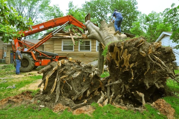 Check out this beautiful tree removal in Gainesville