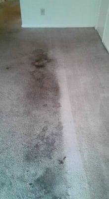 Before and after pic of a carpet cleaning