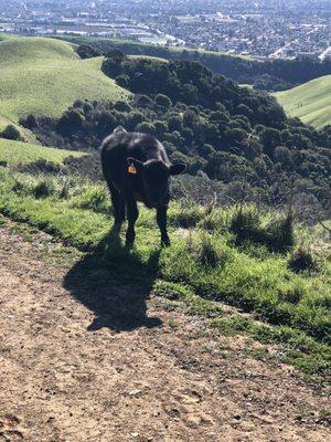 Issa BAAAAABYYYYY!!  Get Up, Get Out! Meyer's Ranch - High Ridge Loop Trail 1.22.22