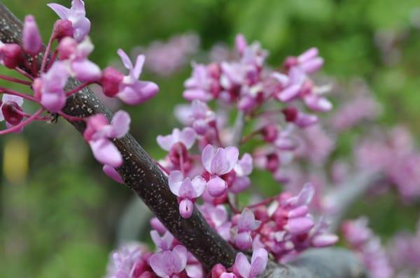 Behmerwald Nursery