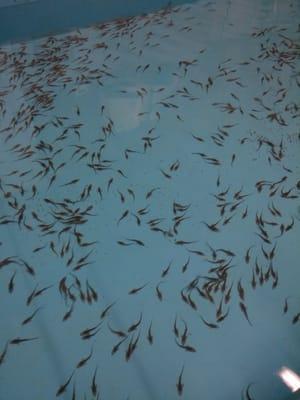 3 month old pallid sturgeon.