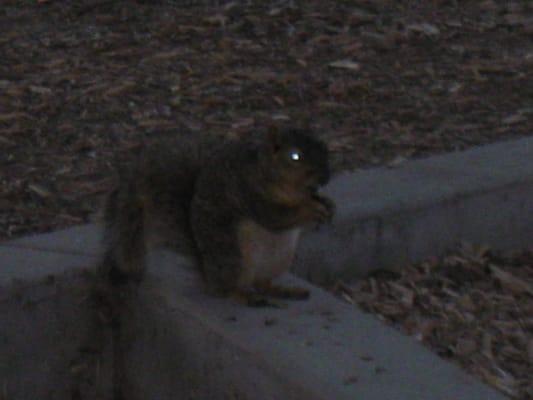 Demonic Squirrel that lives outside the window of my room at True Sleep clinic.