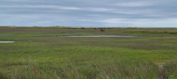 Second stop to see the wild horses.