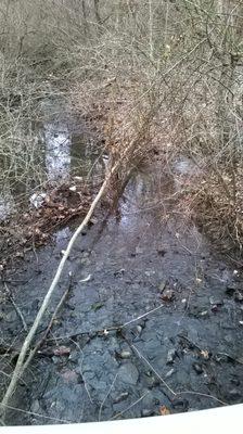 A creek flows through the park from the neighborhood to the north