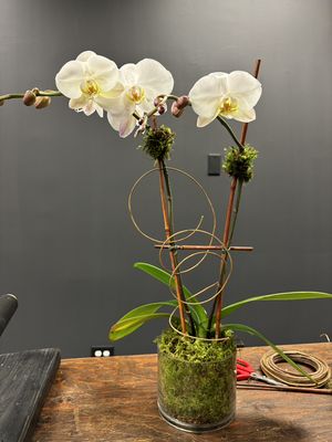 Double-stemmed  white orchid plants.