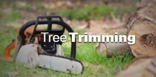 Carolina Tree Care