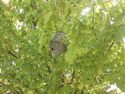 Baldfaced hornet nest in a tree.