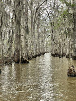 Bayou Black Air Boat Swamp Tours