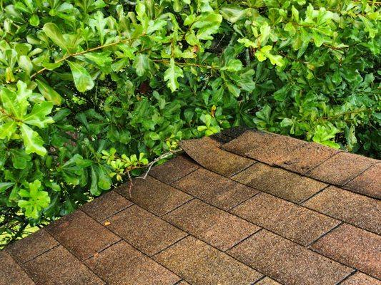 Gable ridge missing and damaged shingles.