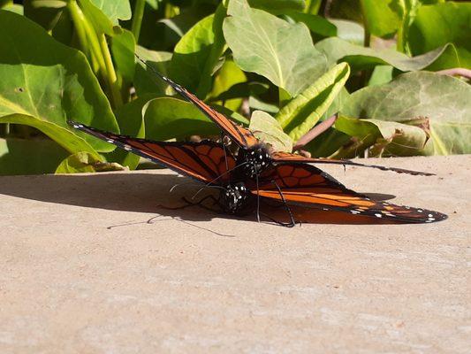 Marshall Butterfly Pavilion