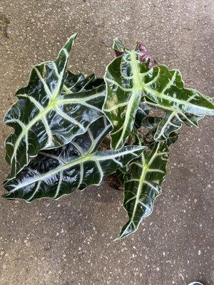 Alocasia Polly