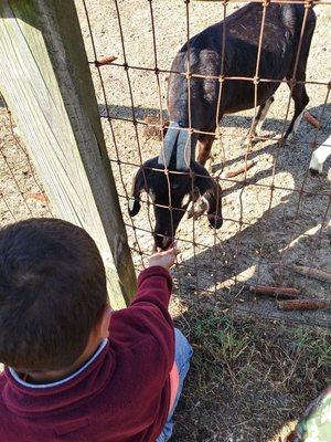 A Little Angel feeding a goat by himself