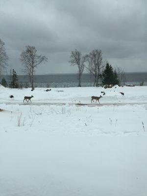 We love the wild life - deer, eagles, even wild turkeys!