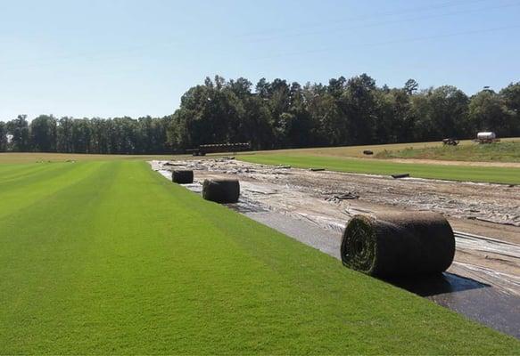 Carolina Green Sod