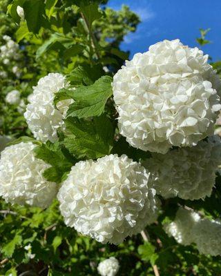 Hello Hydrangea