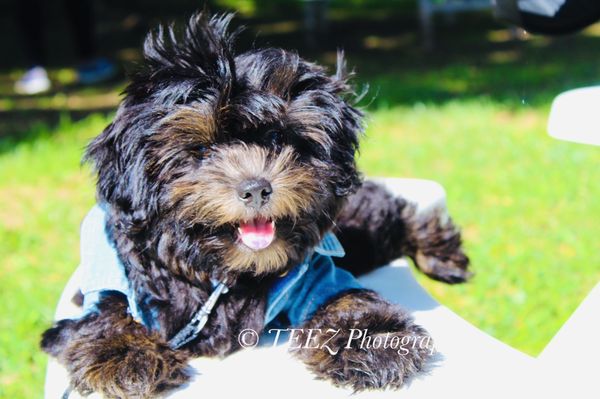 BEFORE PICTURE: 1 week before Pet Smart screwed up my shorkie's hair!  He will NEVER come back here!