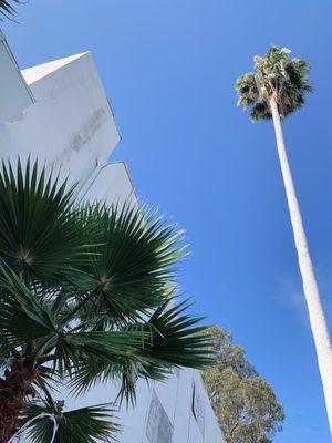 White paint on palm tree