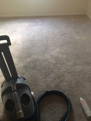 Carpet after cleaning