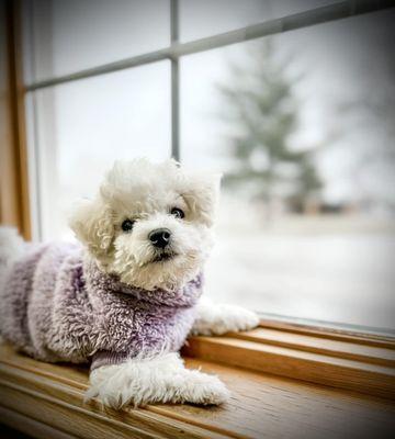 This is Violet, one of our office pets! Stop by and see us! She loves to see people!