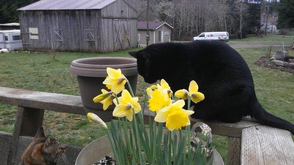 Embers & her son Jet with the cat shelter in the background.