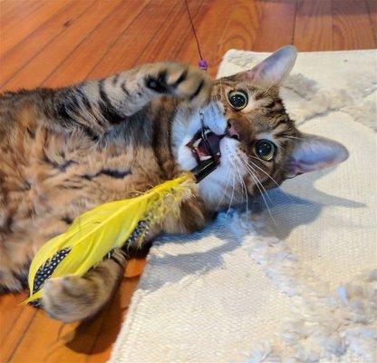 Kill the feather!