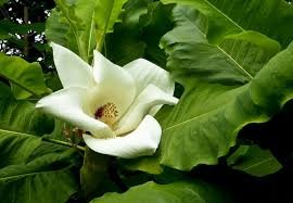 Big Leaf Magnolia Bloom NATIVE