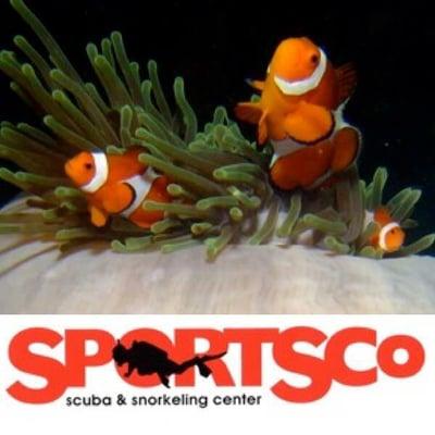 SportsCo Dive Shop