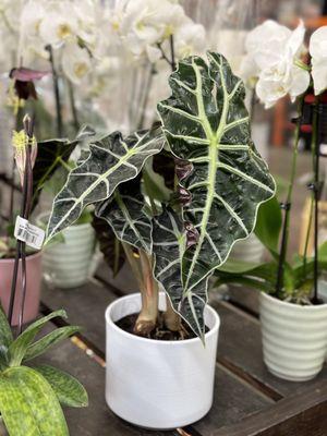 Alocasia for $20