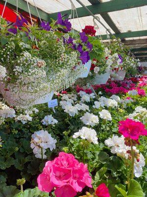 Our geraniums and hanging baskets