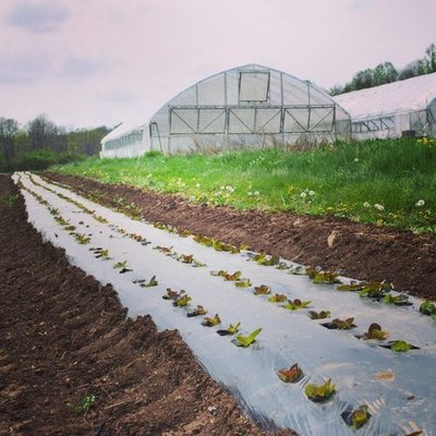 From seed to Bottle