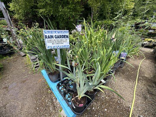 Plants for rain gardens