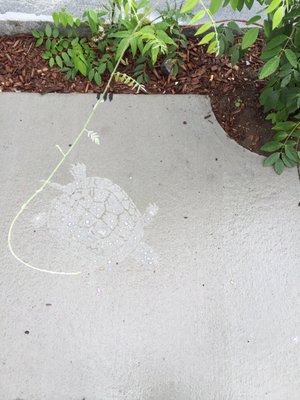 Invisible creatures appear in the cement when it's wet