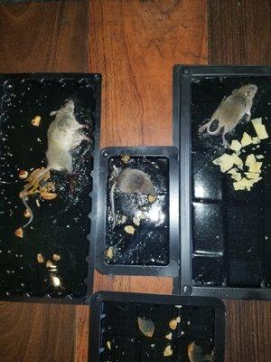 Dead rats/The only good ones!