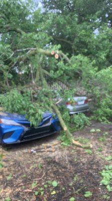 Tree fell on top of cars, and got called to remove the tree on a commercial property!