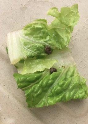 mice poop in wifes side salad