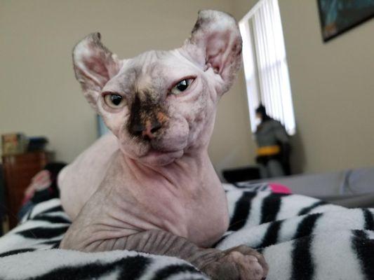 They even groom hairless cats!