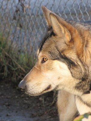 This is my 11 year old wolf dog, Akita. I brought her up from a pup. We live in Elma,WA. I have lived here since 1987. The Wolf Man