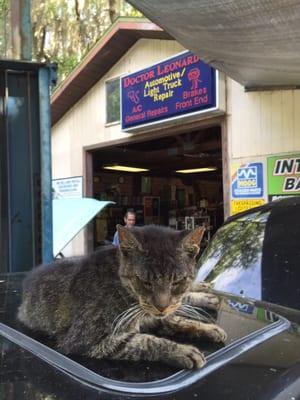 2 cats accompany him at work