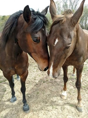 Meet Kizmit on the right, and Frodo on the left. These two horses are the foundation of Lavender Hill Equestrian Services LLC.