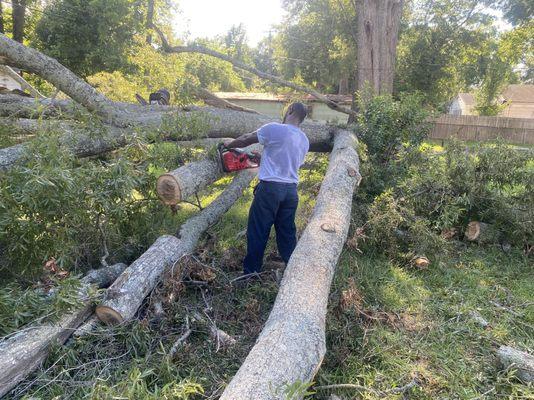 Tree removal services in Shreveport and surrounding areas