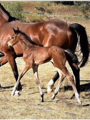 Mom and baby at 2 weeks at Three Wishes Farm