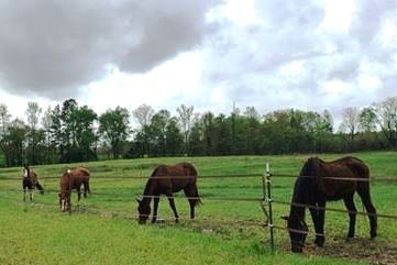 OTTBs, Dinner time & new grass