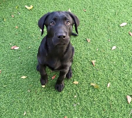 Tucker enjoying daycare!