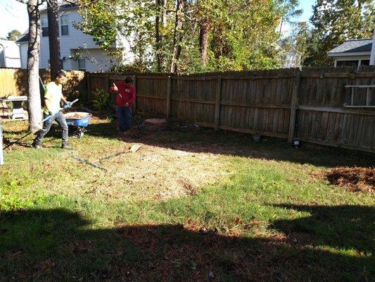 Pine Tree Removal- Final clean-up of pine needles